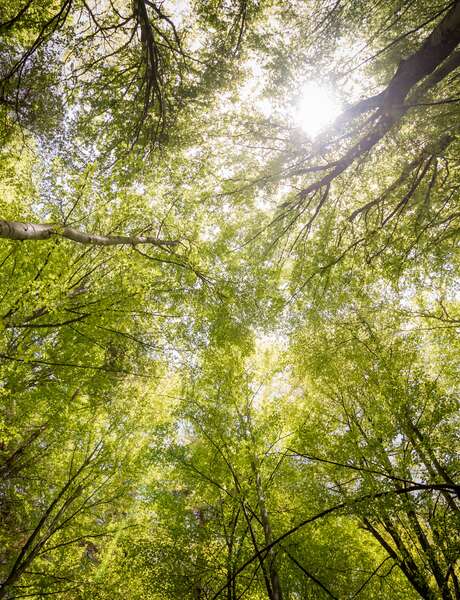 Bain de forêt !