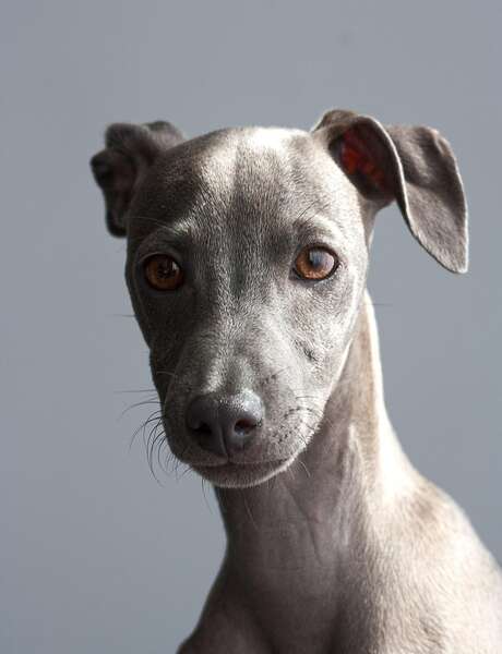 Nationale d'élevage : Greyhounds