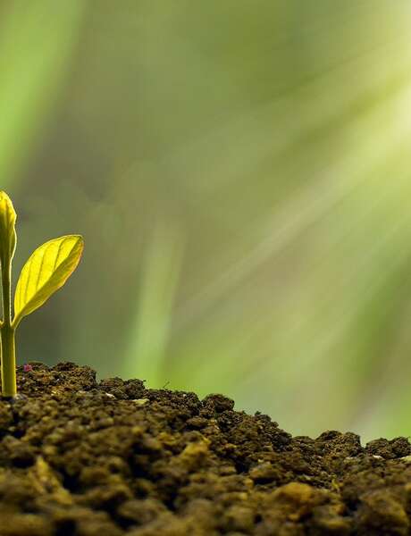 Formation Le verger en permaculture