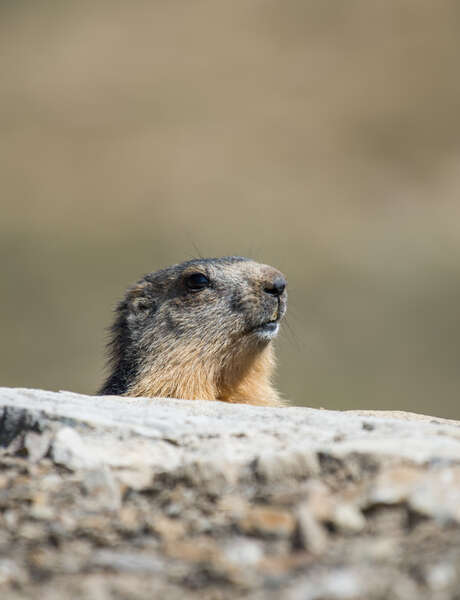 Marmottes et patrimoine