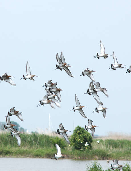 Special birds outing at the lagoon station of Rochefort