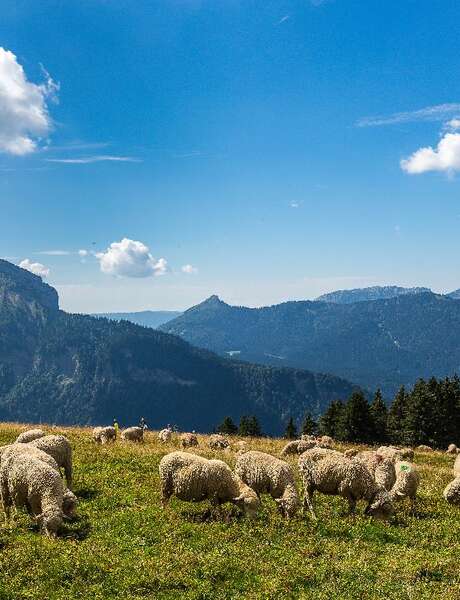 Pastoralisme et histoire de Pravouta
