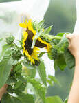 Atelier Kokopelli - La pollinisation manuelle