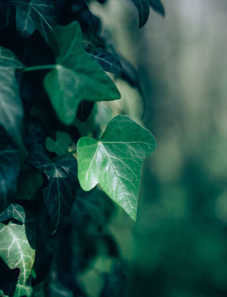 Sylvothérapie – Journée en forêt à la rencontre du Lierre