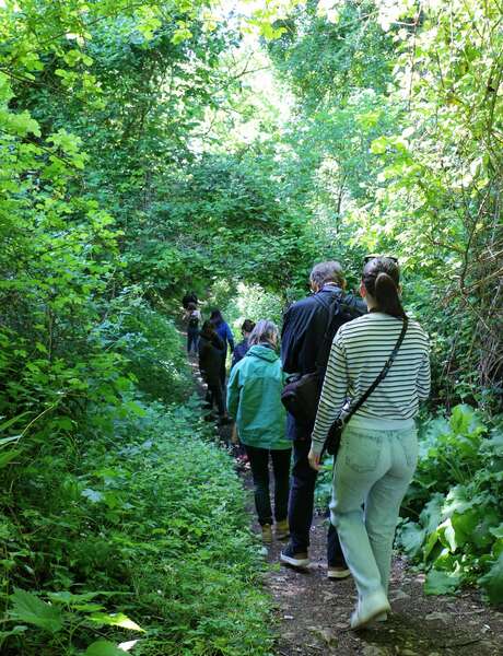 Balade nature : À travers bois