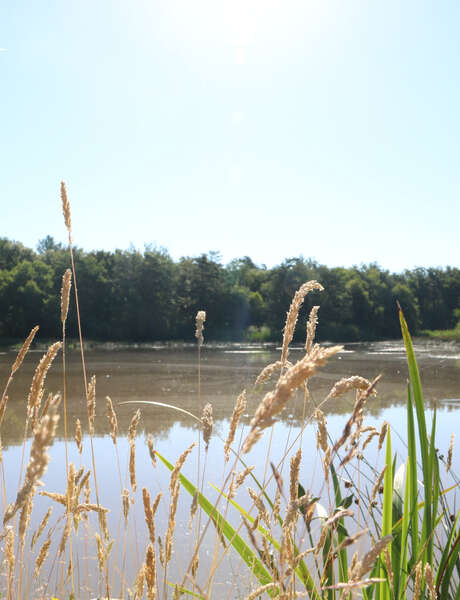 Rando-nature de l'étang de But au marais de Bizadan