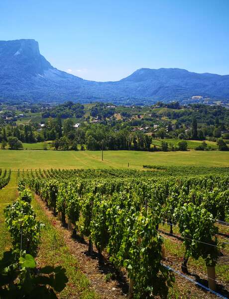 Apéro'vignes au Domaine des Granges Longes Apéro'vignes au Domaine des Granges Longes