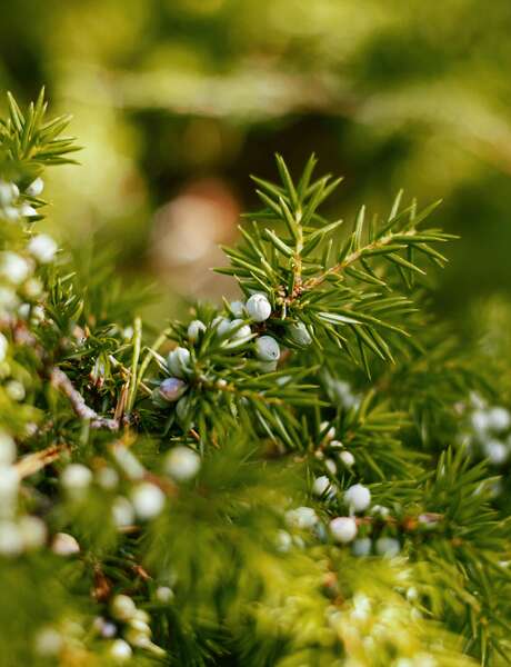 Sylvothérapie – Journée en forêt à la rencontre du Genévrier