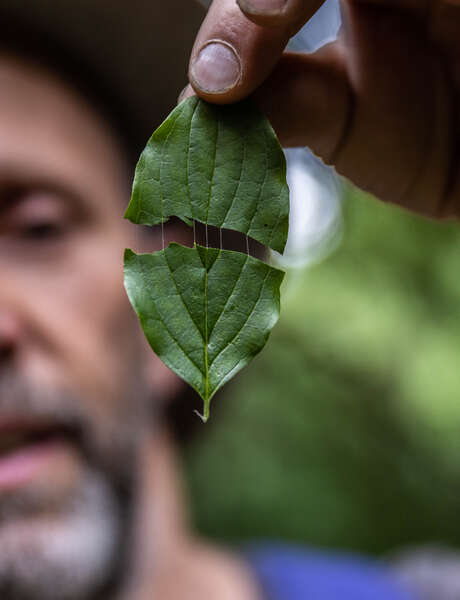 Atelier découverte en famille : la vigne par nature