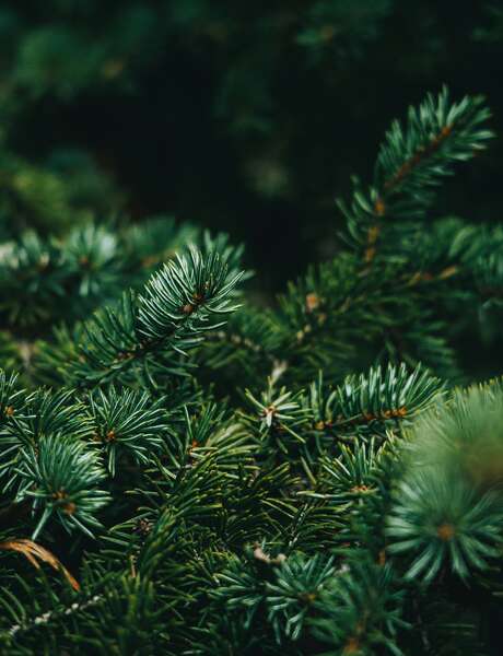 Sylvothérapie – Journée en forêt à la rencontre du Sapin