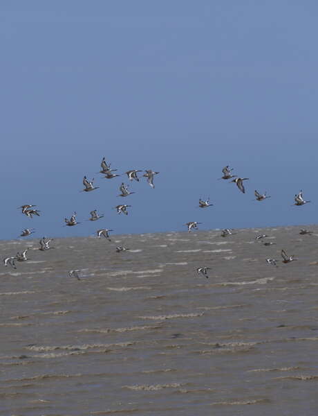 Springtime in nature reserves, afternoon gathering in Moëze-Oléron