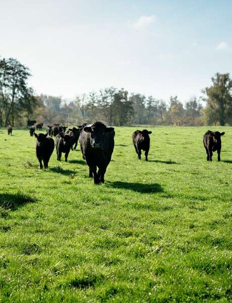 Ferme du Trèfle, behind the scenes of innovation