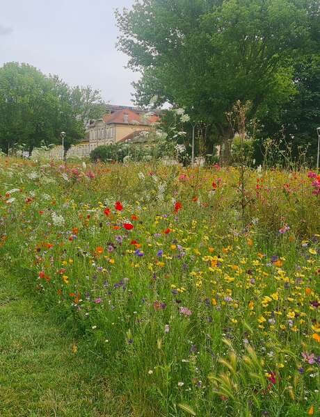 Visite guidée : Avez-vous remarqué nos arbres ?