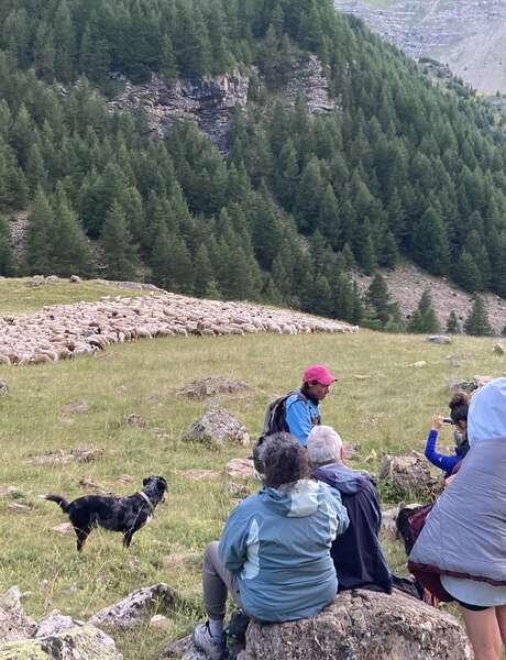 Suivi d'une transhumance vers le Refuge du Tourond