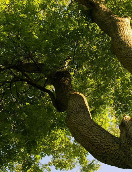 Journée de sylvothérapie – À la rencontre du Frêne