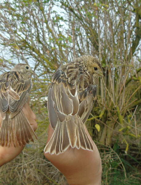 European Migration Days: passerine ringing