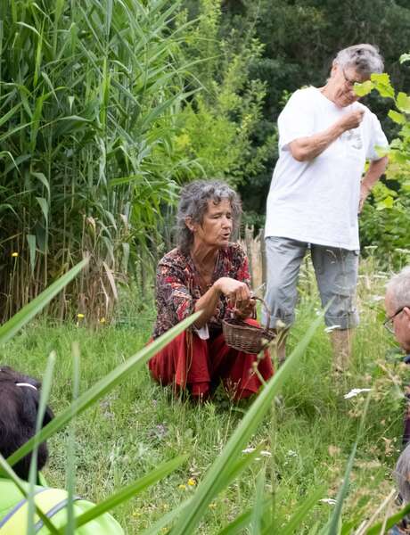 Promenade et cueillette de plantes comestibles sauvages