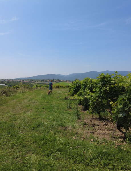 Rando Wine au Domaine Faury