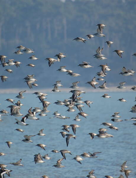 Sortie spéciale oiseaux, Journées européennes de la migration Eurobirdwatch