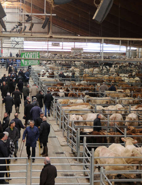 Marché aux bestiaux