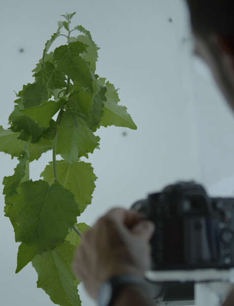 Atelier Les adaptations des plantes (dès 10 ans)
