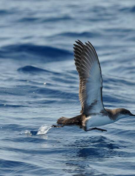 Exposition "Les oiseaux marins" par la LPO - Fort de l'Estissac