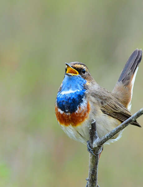 Springtime of the Bluebirds Springtime of the Bluebirds