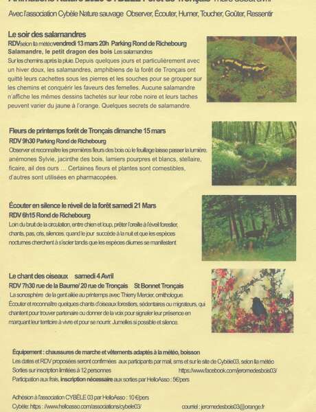 Fleurs de printemps en forêt de Tronçais