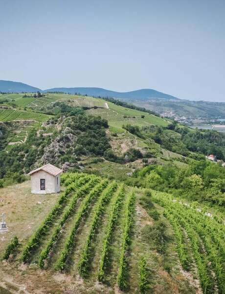 Brunch Vigneron au Domaine Anthony Paret