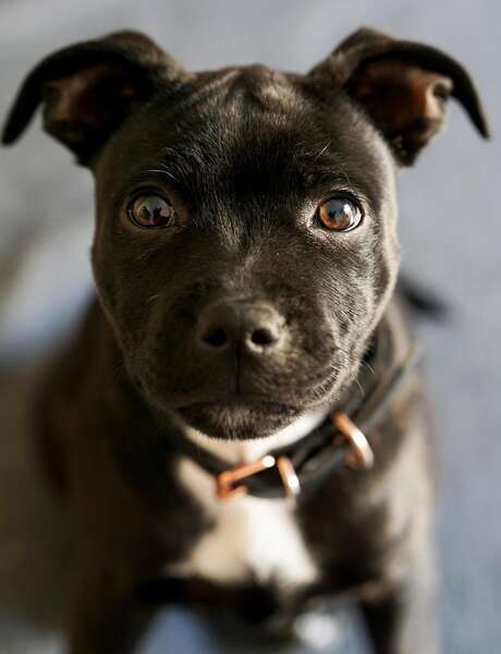 Nationale d’élevage : Staffordshire Bull Terrier
