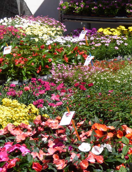 Foire aux Plants de La Londe les Maures