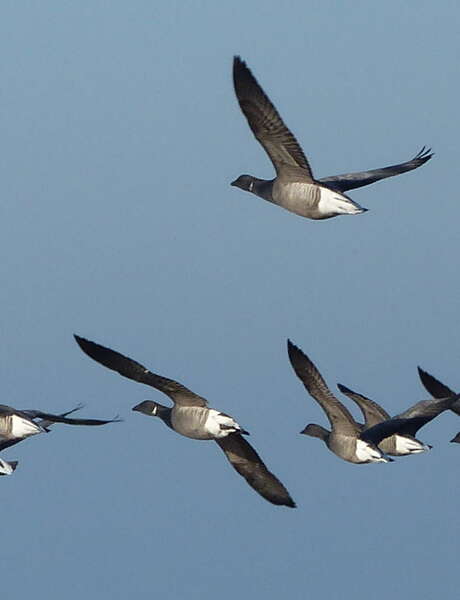 Oiseaux et Nature de la Lasse