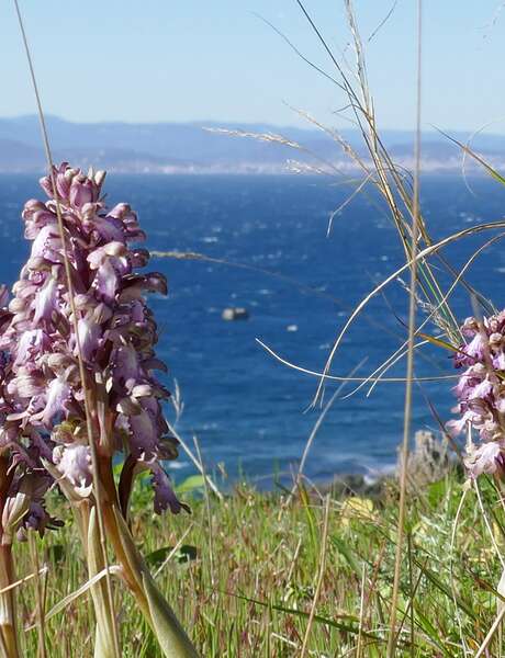 Point rencontre : De la cueillette à l'assiette (Porquerolles)