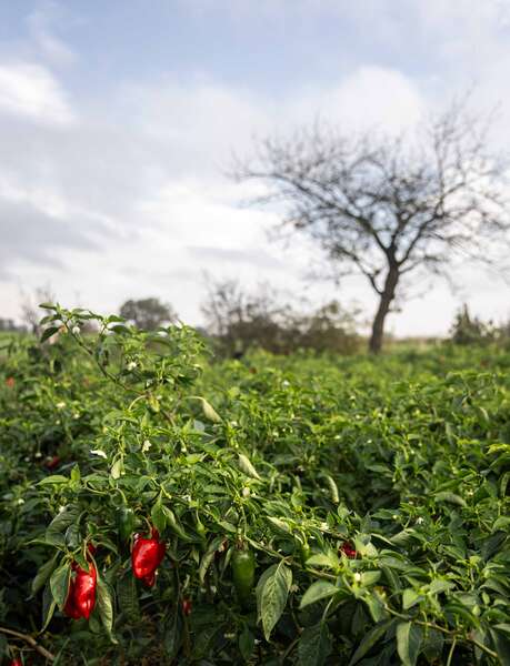 Piment de Bresse, de la culture à l'assiette