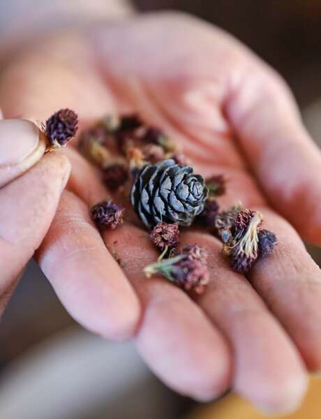 Atelier saveur des plantes de montagne