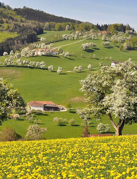 Formation Conception et plantation de verger Formation Conception et plantation de verger
