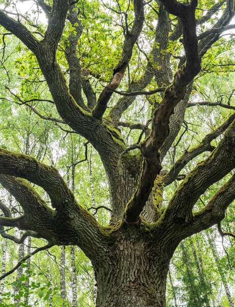 Journée de Sylvothérapie - Rencontre avec le Chêne