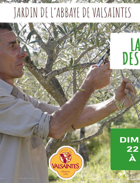 Conférence : La taille des oliviers