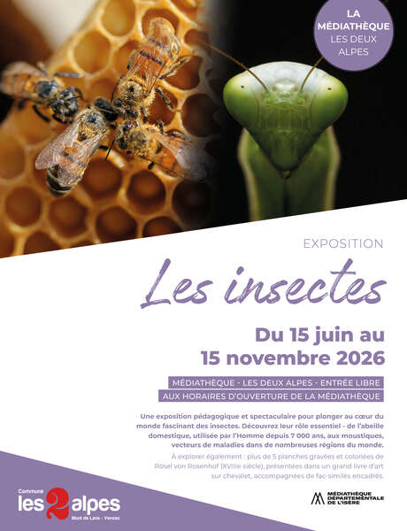 Exposition - Les insectes