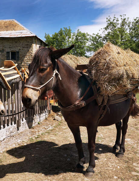 Visite commentée de la Maison du Mulet