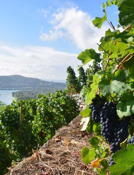 Apéro dansant du Fascinant Week-end au Domaine Mouton