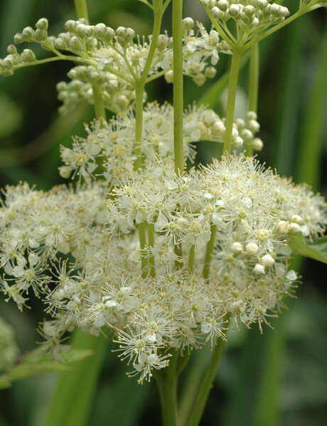 Plantes sauvages comestibles, avec Caroline Garnier, Ethnobotaniste