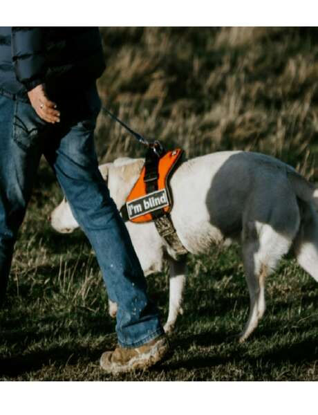 Temps Forts : Découverte des chiens guides d’aveugles | Médiathèque de Vic-Le-Comte