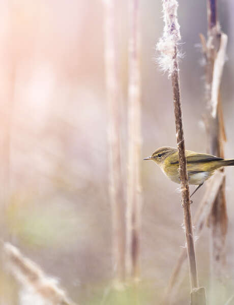 EXHIBITION : Birds of the Marsh