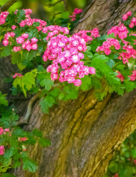 Journée de sylvothérapie - A la rencontre de l'Aubépine