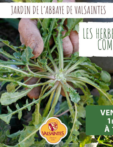 Les plantes sauvages comestibles