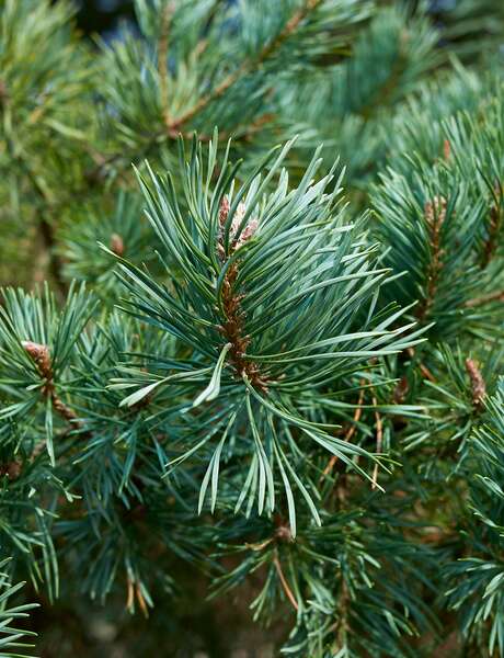 Sylvothérapie - Journée en forêt à la rencontre du Pin