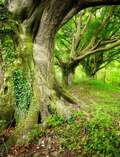 Journée de sylvothérapie - A la rencontre du Hêtre