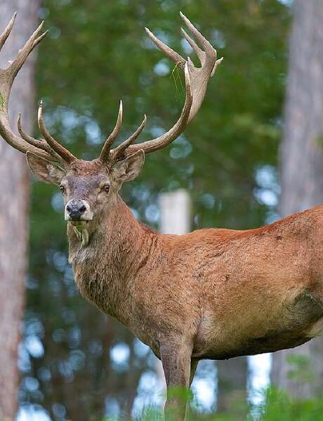 Discovery of the loves of the Deer, listening and observation.