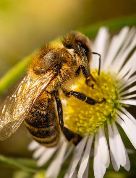 Observation des insectes pollinisateurs